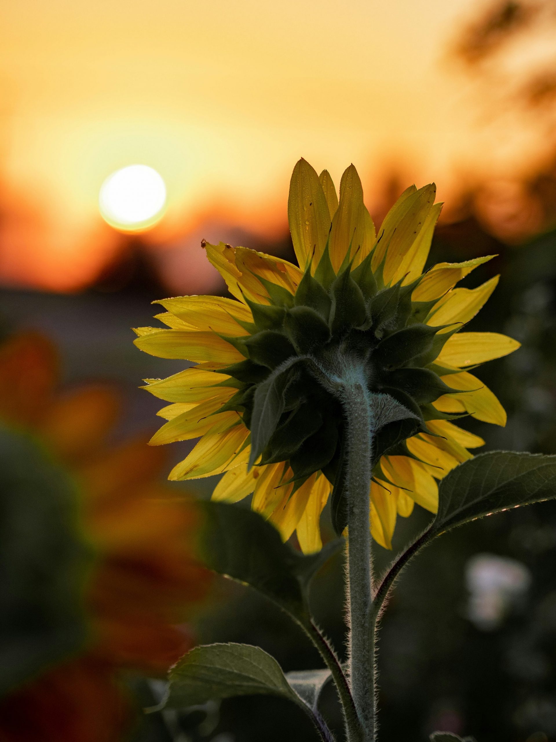 Picture of a beautiful Sunflower with a sunset in the background.